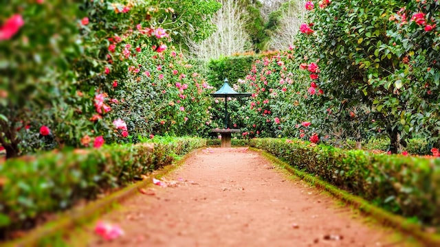 blush pink rose garden