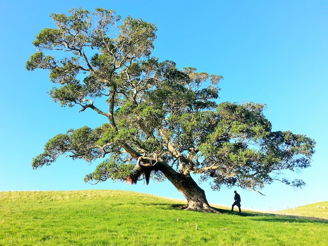 man standing under a lone tree in the shade